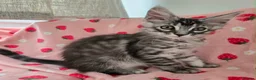 Maine Coon cats for sale: 3 TICA registered Maine Coon kittens. - Advert 10