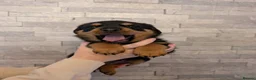 Rottweiler dogs for sale: Exceptional huge Rottweiler pups from amazing line - Advert 24