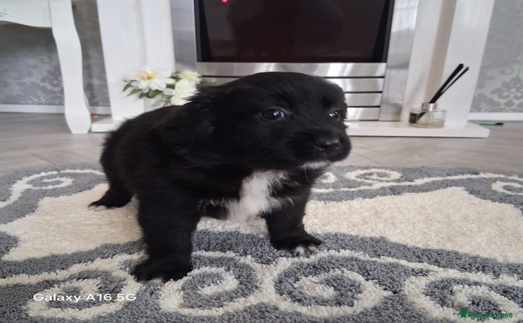 Pomeranian dogs - Advert 1