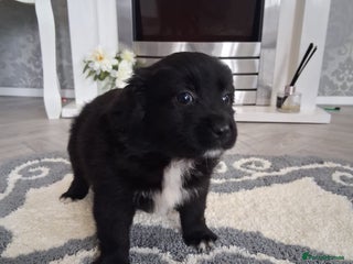 Pomeranian dogs - Advert 21