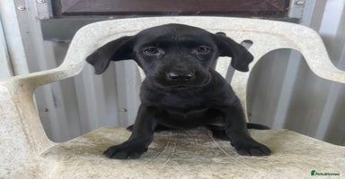 Labrador Retriever dogs in Market Rasen - Advert 4