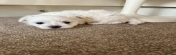 Maltese dogs for sale: Pedigree Maltese puppies in Derby - Advert 5