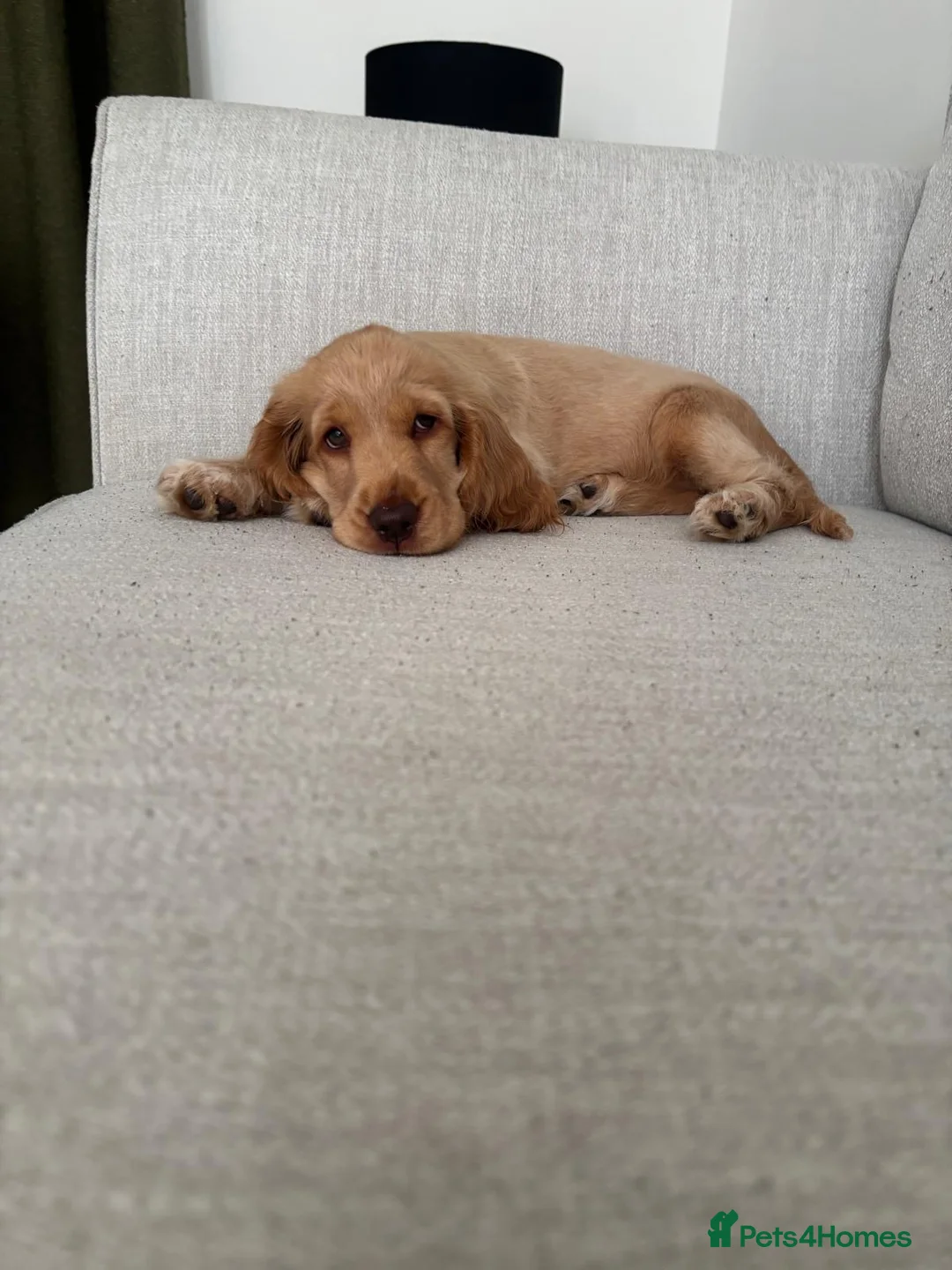 Cocker Spaniel dogs for sale: Lemon Show Cocker Spaniel Female - Advert 2