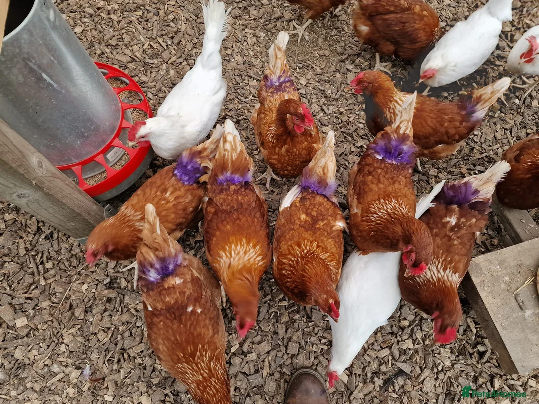 Hens poultry for sale: Warren laying hens - Advert 1