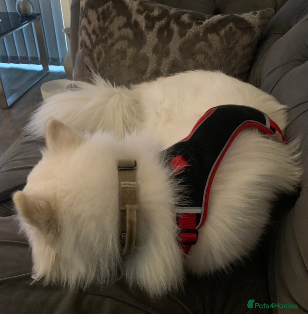 Samoyed dogs for sale: 1 Year old Samoyed Female Dog - Available now! - Advert 9