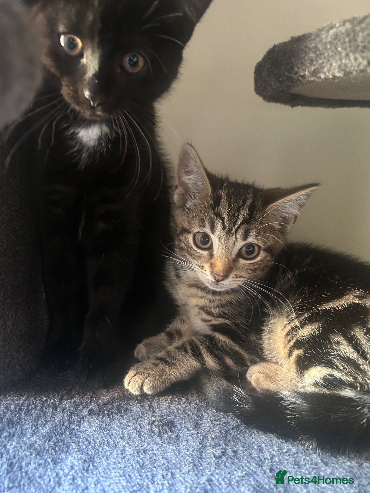 Bengal cats 2 beautiful Bengal mixed kitten girls. - Advert 8
