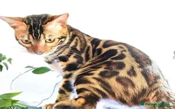Bengal cats for stud: Rehoming 🔥 Clouded Bengal Stud TICA Amazing🔥 in Durham - Image 8