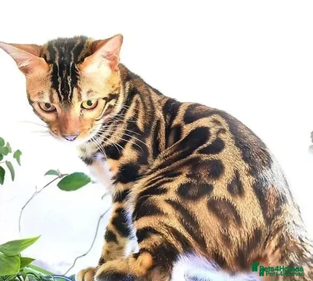 Bengal cats for stud: Rehoming 🔥 Clouded Bengal Stud TICA Amazing🔥 in Durham - Image 8