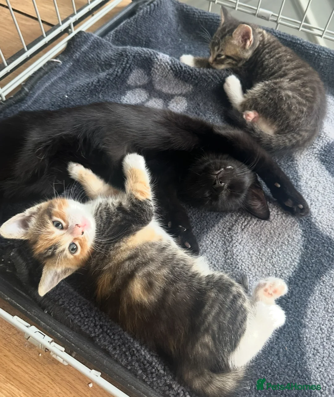 Mixed Breed cats for sale: Kittens for sale £50 - Advert 5