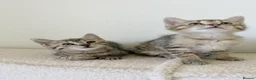 Mixed Breed cats for sale: Tabby cross ragdoll kittens - Advert 7