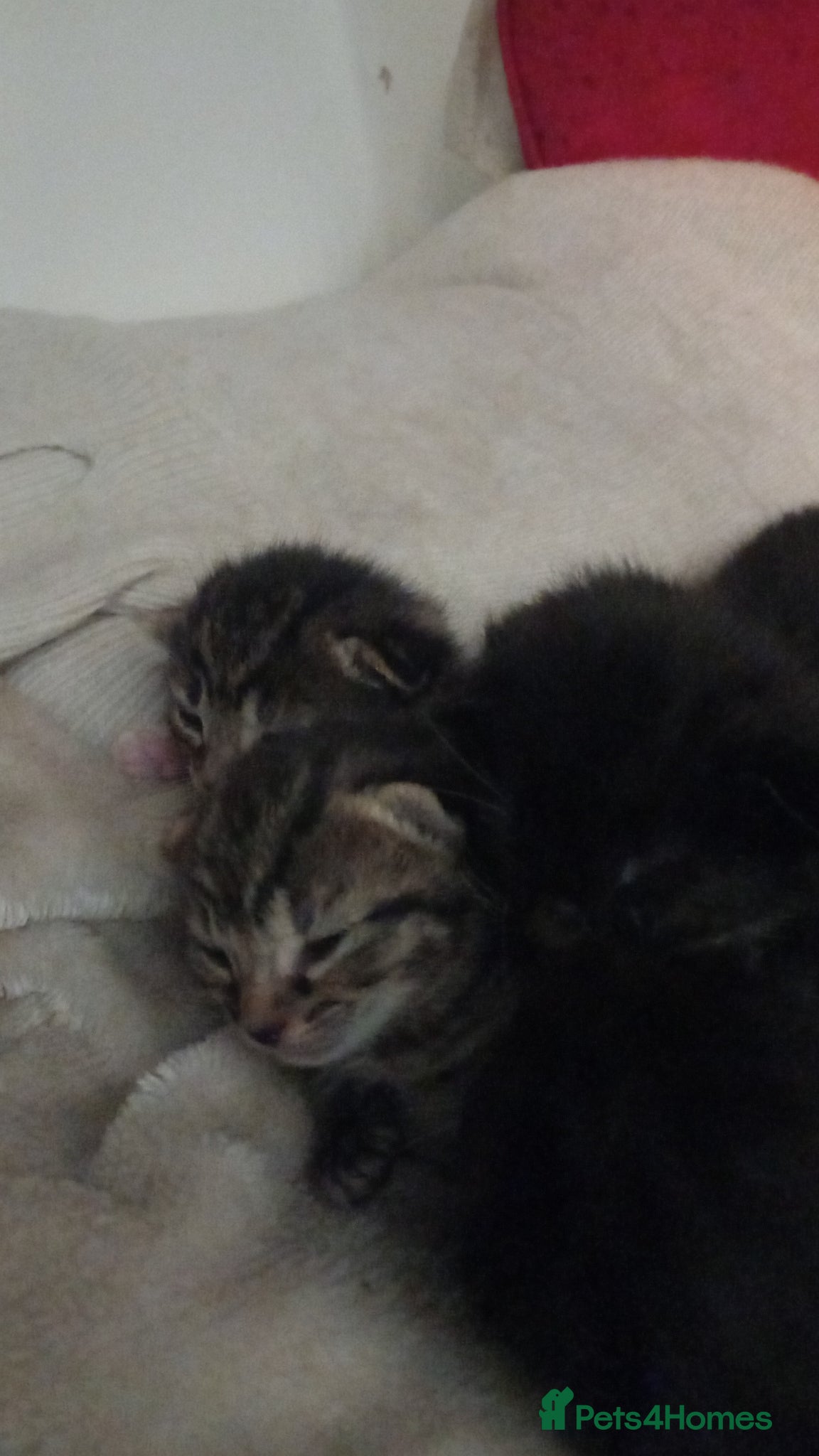 Mixed Breed cats 8 kittens available  - Advert 14