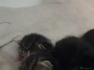 Mixed Breed cats 8 kittens available - Advert 14