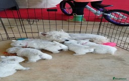 West Highland Terrier dogs for sale: HEALTH CHECKED PUPPIES  - Image 5