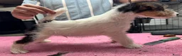 Fox Terrier dogs for sale: Beautiful top bloodline male available  - Advert 5