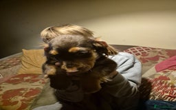 Cocker Spaniel dogs for sale: 3 Gorgeous Cocker Spaniel Puppies  - Advert 4