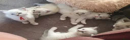 Siberian cats for sale: Soft and fluffy Siberian Neva Masquerade Kittens - Advert 9