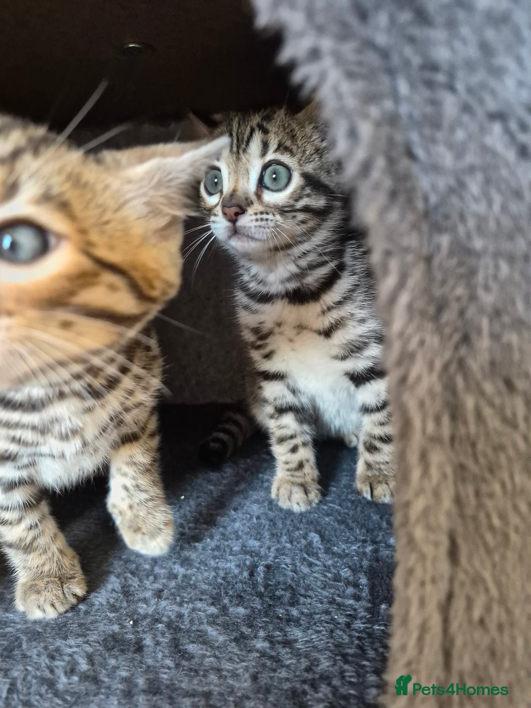 Bengal cats for sale: Stunning 5th generation bengal kitten - Image 8