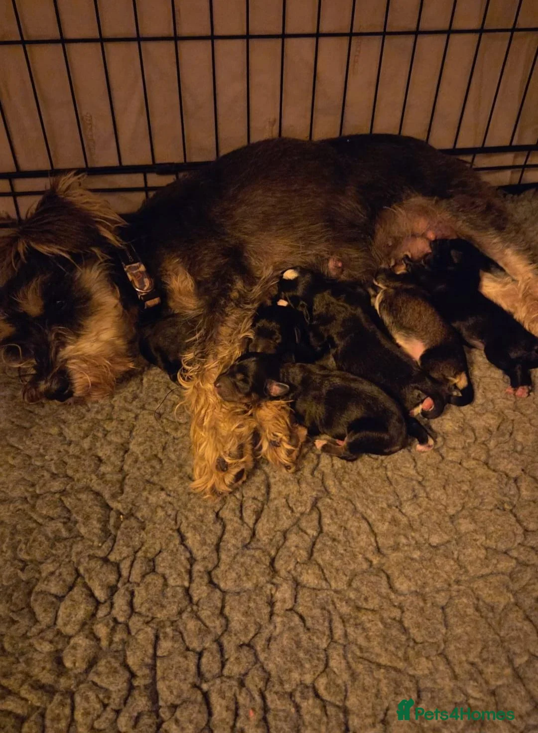Schnoodle dogs for sale: Beautiful schnoodle puppies  - Advert 13