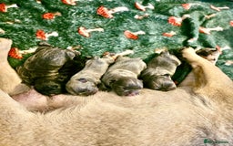 French Bulldog dogs for sale: French bulldog pups  - Advert 18