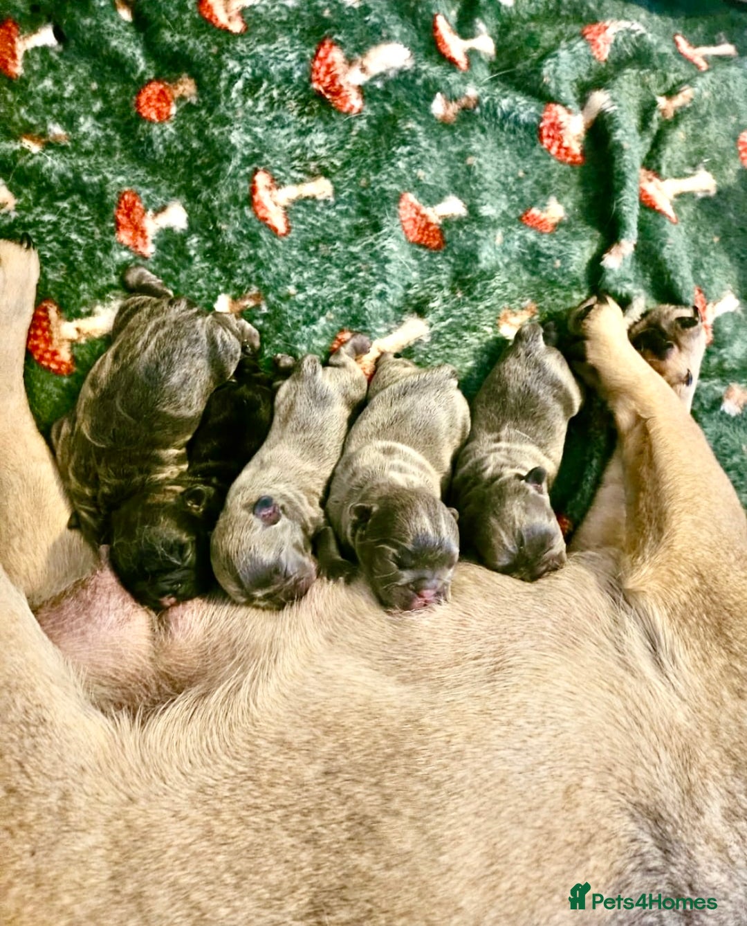 French Bulldog dogs for sale: French bulldog pups  - Advert 18