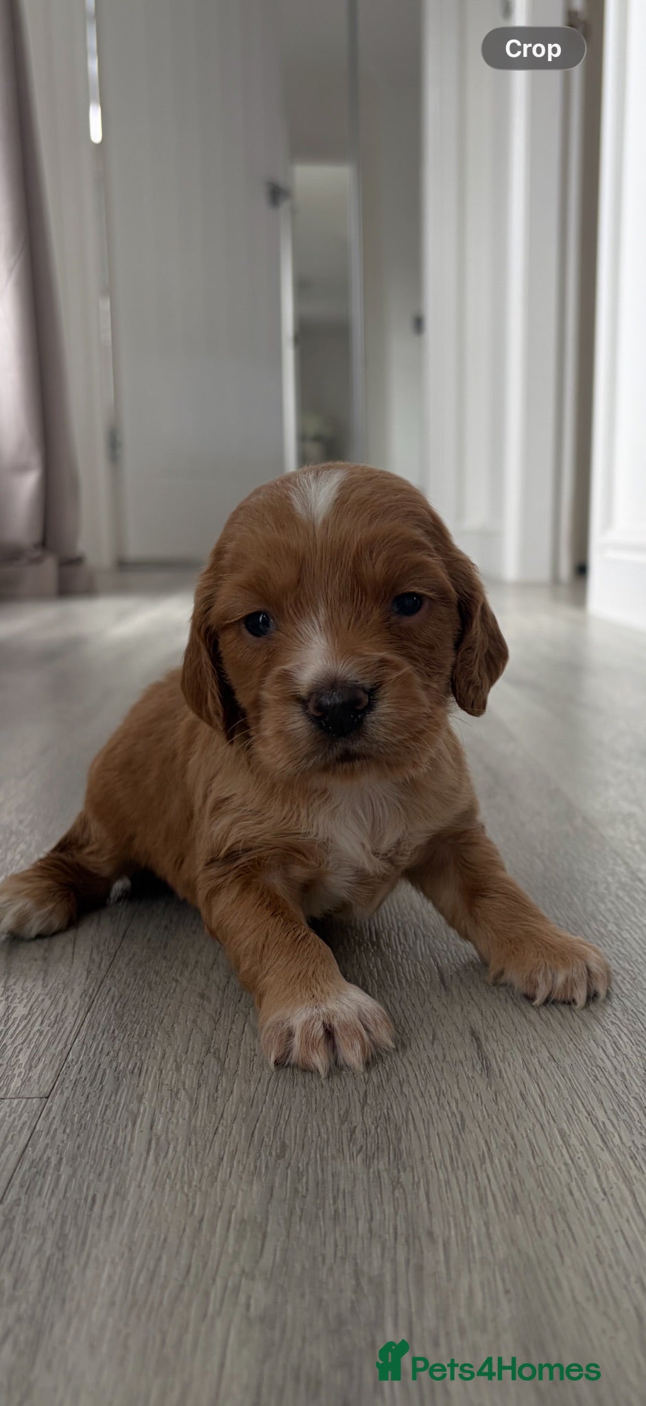 Cocker Spaniel dogs 4 beautiful cocker spaniel puppies for sale❤️🏡🤩 - Advert 2