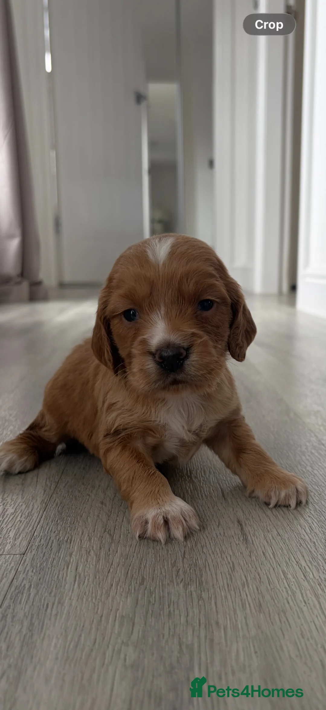 Cocker Spaniel dogs for sale: 4 beautiful cocker spaniel puppies for sale❤️🏡🤩 - Advert 2