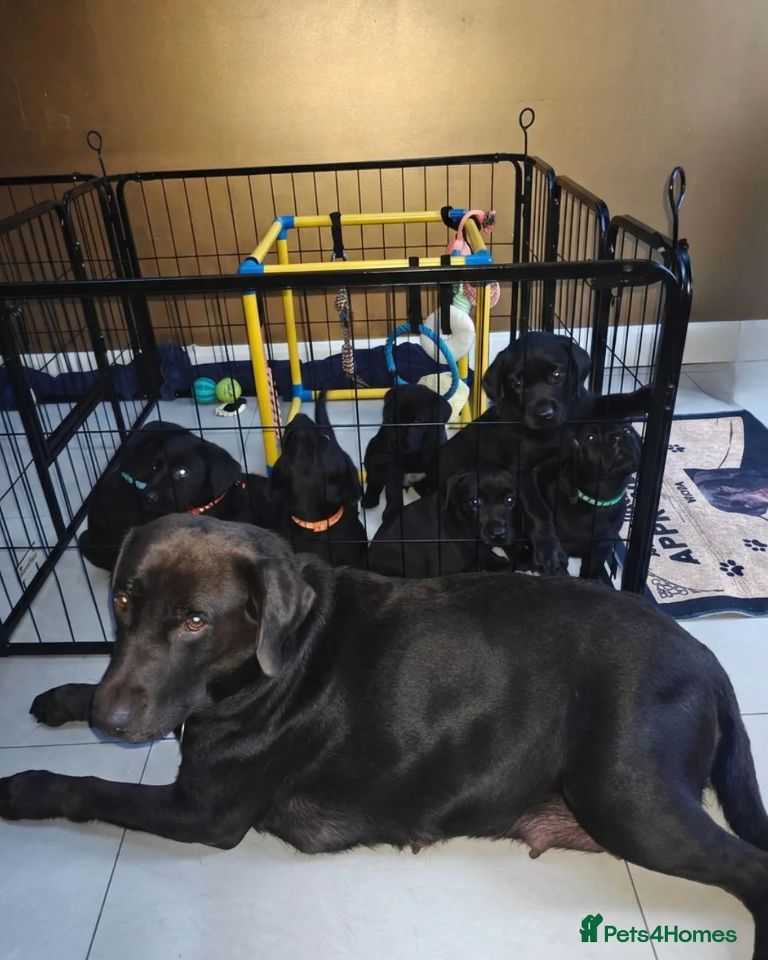 Labrador Retriever dogs for sale: Beautiful Black Labrador Boys Ready Soon - Advert 28