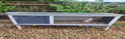Guinea Pig rodents for sale: 2 boy Guinea pigs looking for new home - Advert 2