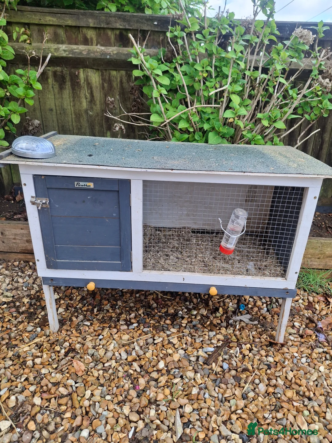 Guinea Pig rodents for sale: 2 boy Guinea pigs looking for new home - Advert 2