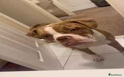 Alapaha Blue Blood Bulldog dogs for sale: Bonnie - Advert 3