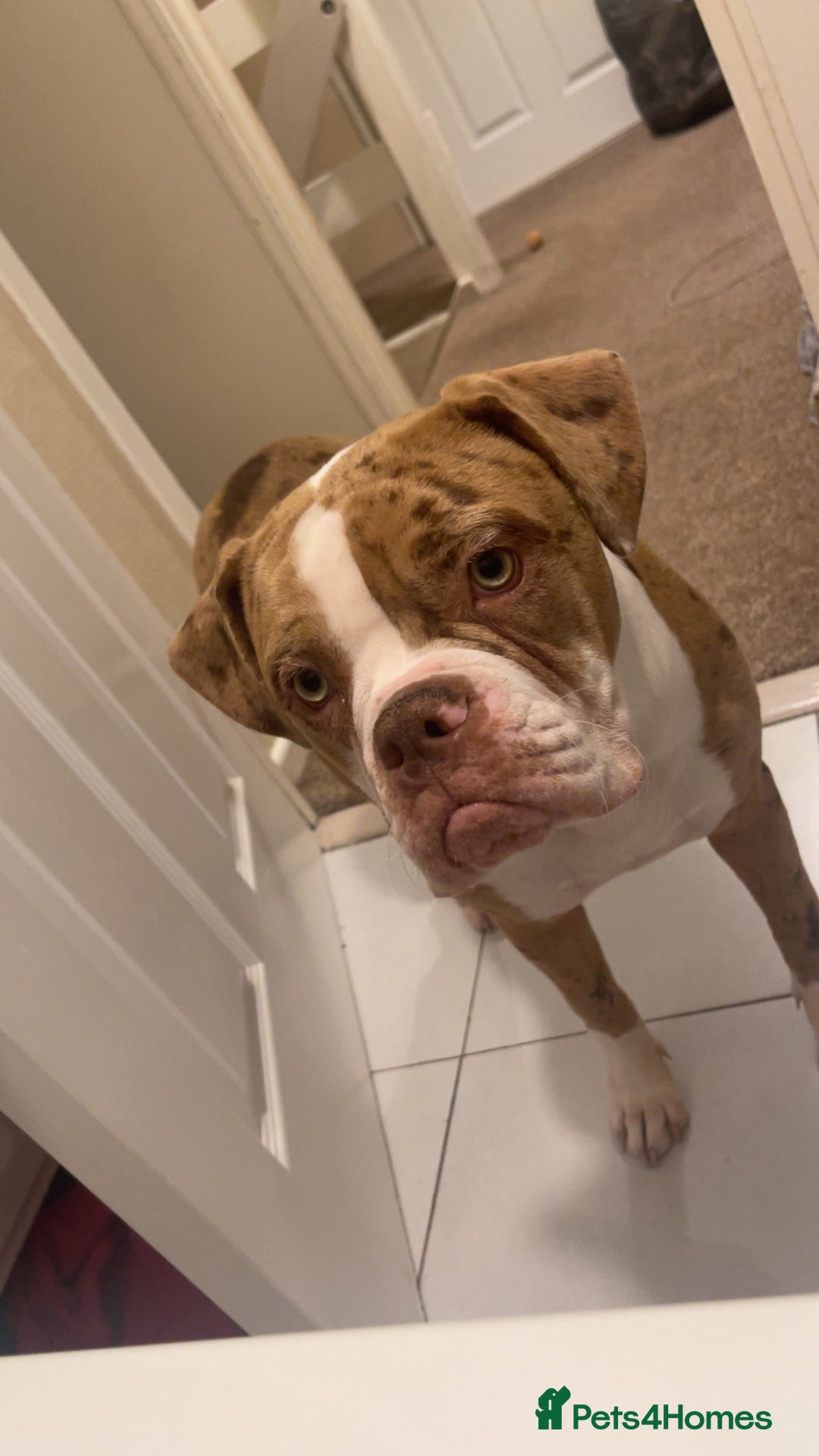 Alapaha Blue Blood Bulldog dogs for sale: Bonnie - Advert 3