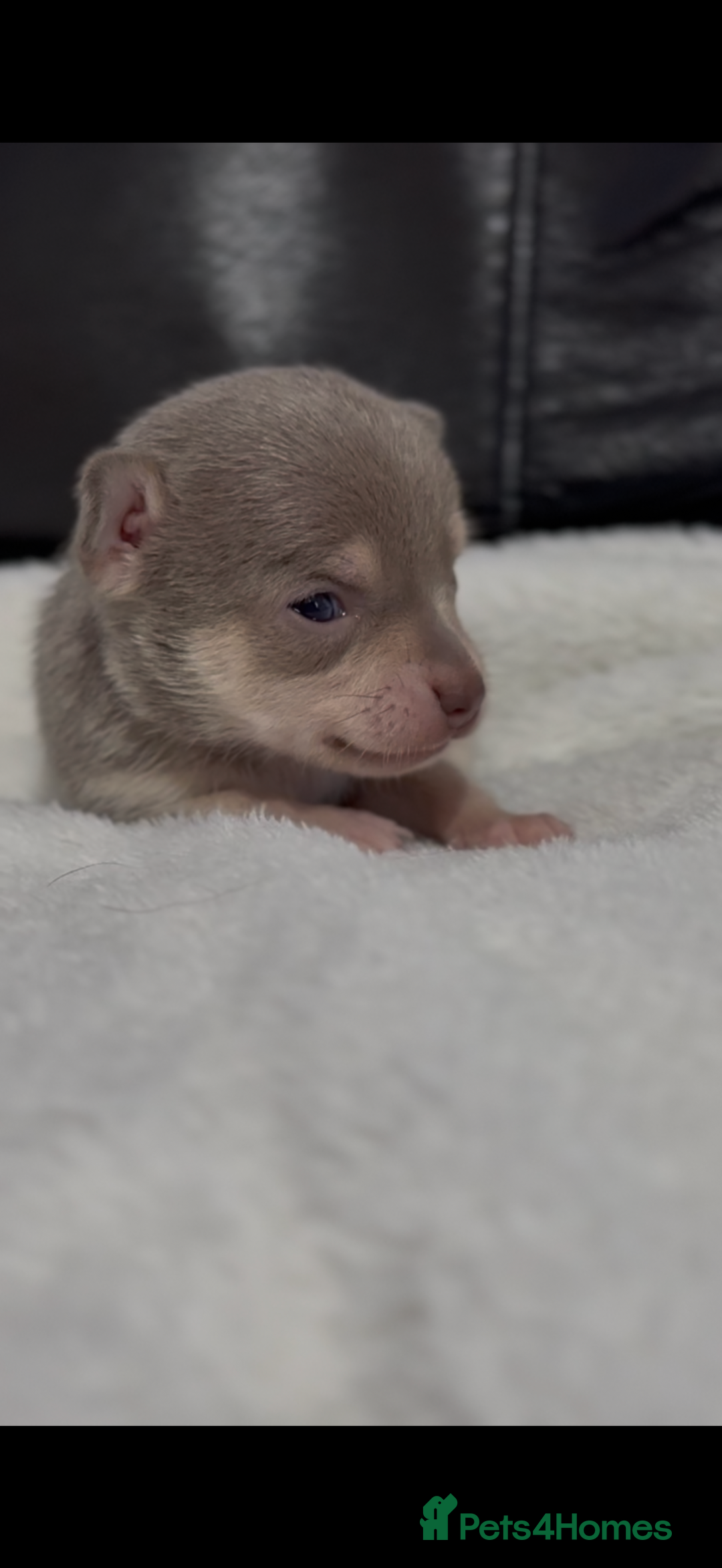 Chihuahua dogs for sale: Chihuahua Puppies - Image 1