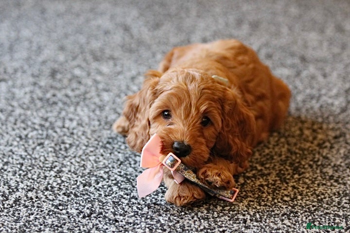 Cockapoo dogs Gorgeous Fox red F1B cockapoos - Advert 2
