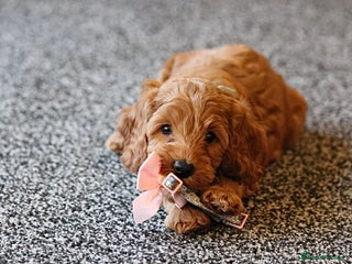 Cockapoo dogs Gorgeous Fox red F1B cockapoos - Advert 2