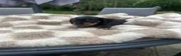Miniature Dachshund dogs for sale:  🐾 Adorable Miniature Dachshund Puppies 🐾 - Advert 5