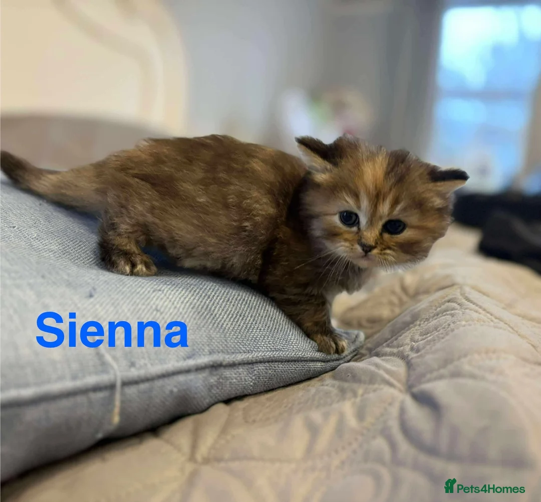 Persian cats for sale: **SOLD** Stunning litter of five female Perdolls - Advert 7