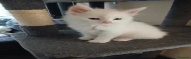 Maine Coon 1