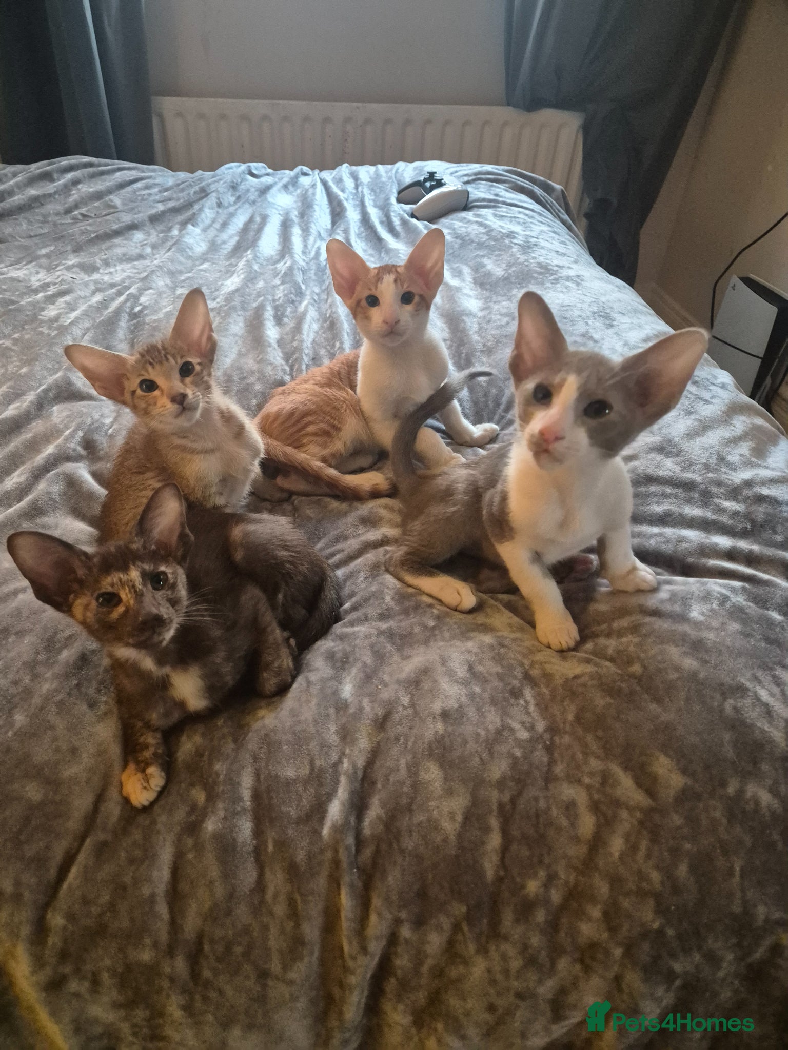 Oriental cats Pedigree Oriental kittens  - Advert 6