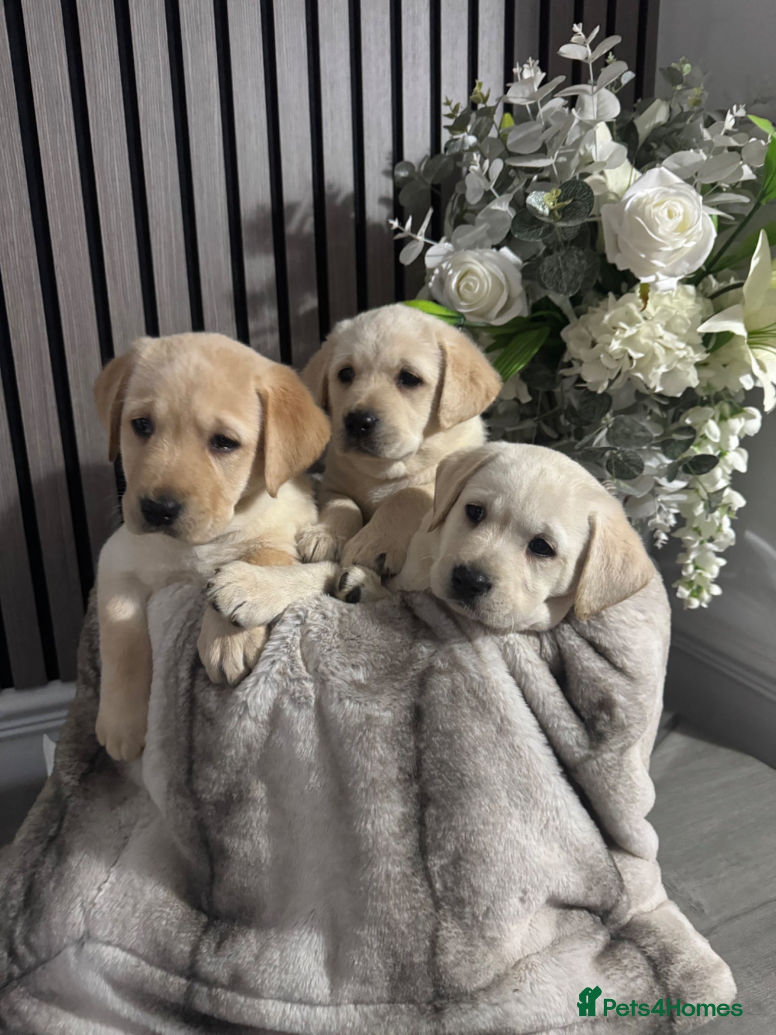 Labrador Retriever dogs  labrador puppies looking for there forever home - Advert 1