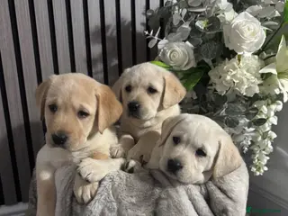 Labrador Retriever dogs labrador puppies looking for there forever home - Advert 1
