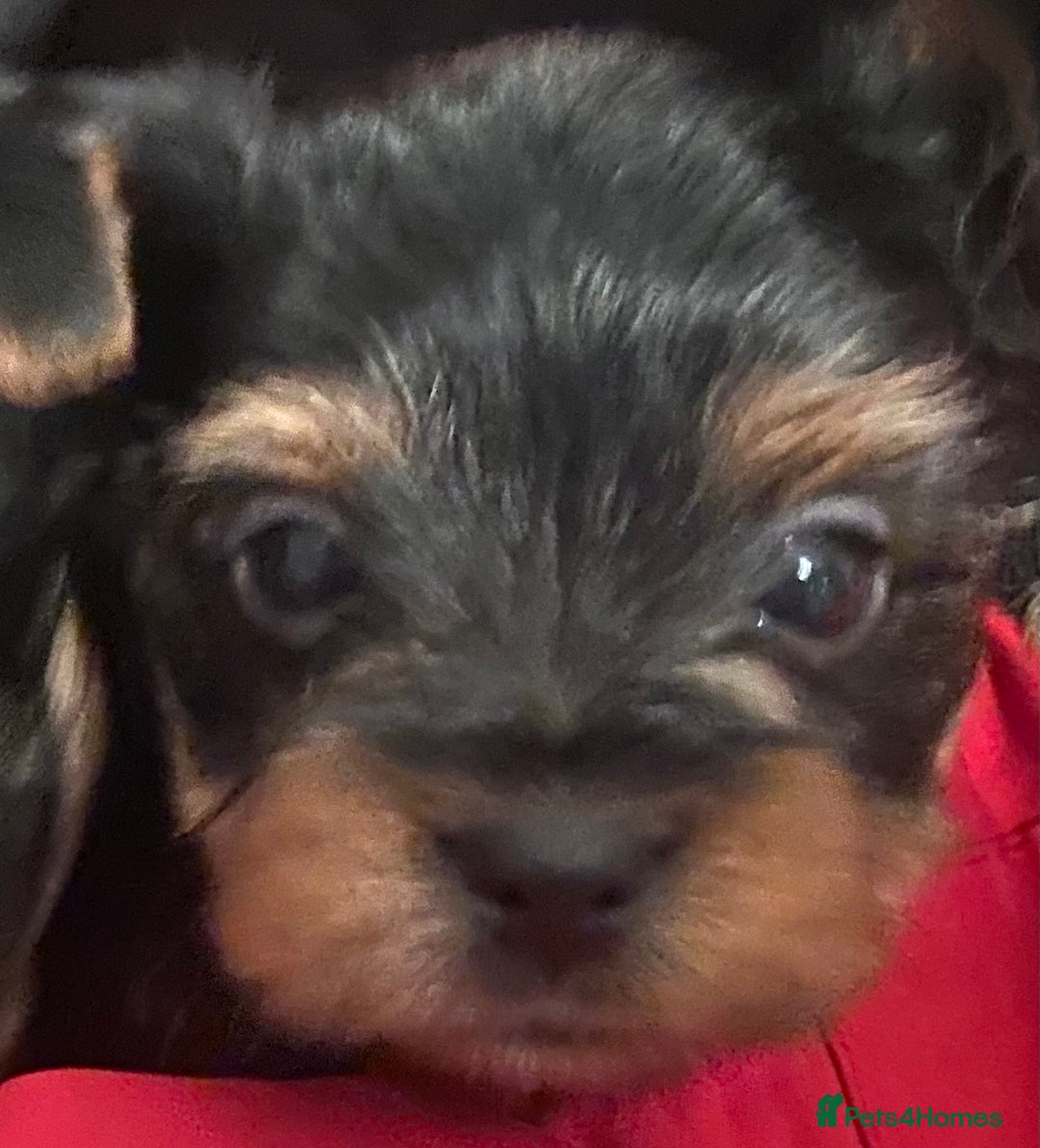 Yorkshire Terrier dogs for sale: Yorkshire Terrier puppies - Advert 9