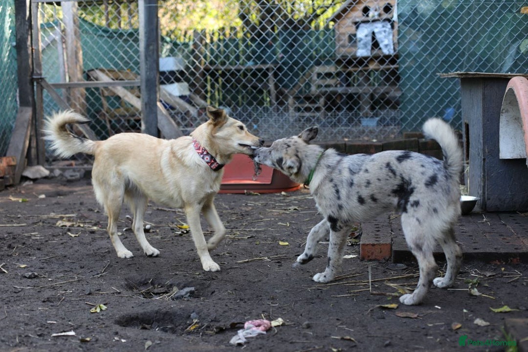 Mixed Breed dogs for adoption: 💙🐶 NICK AND MAILY 🐶💖 - Image 28