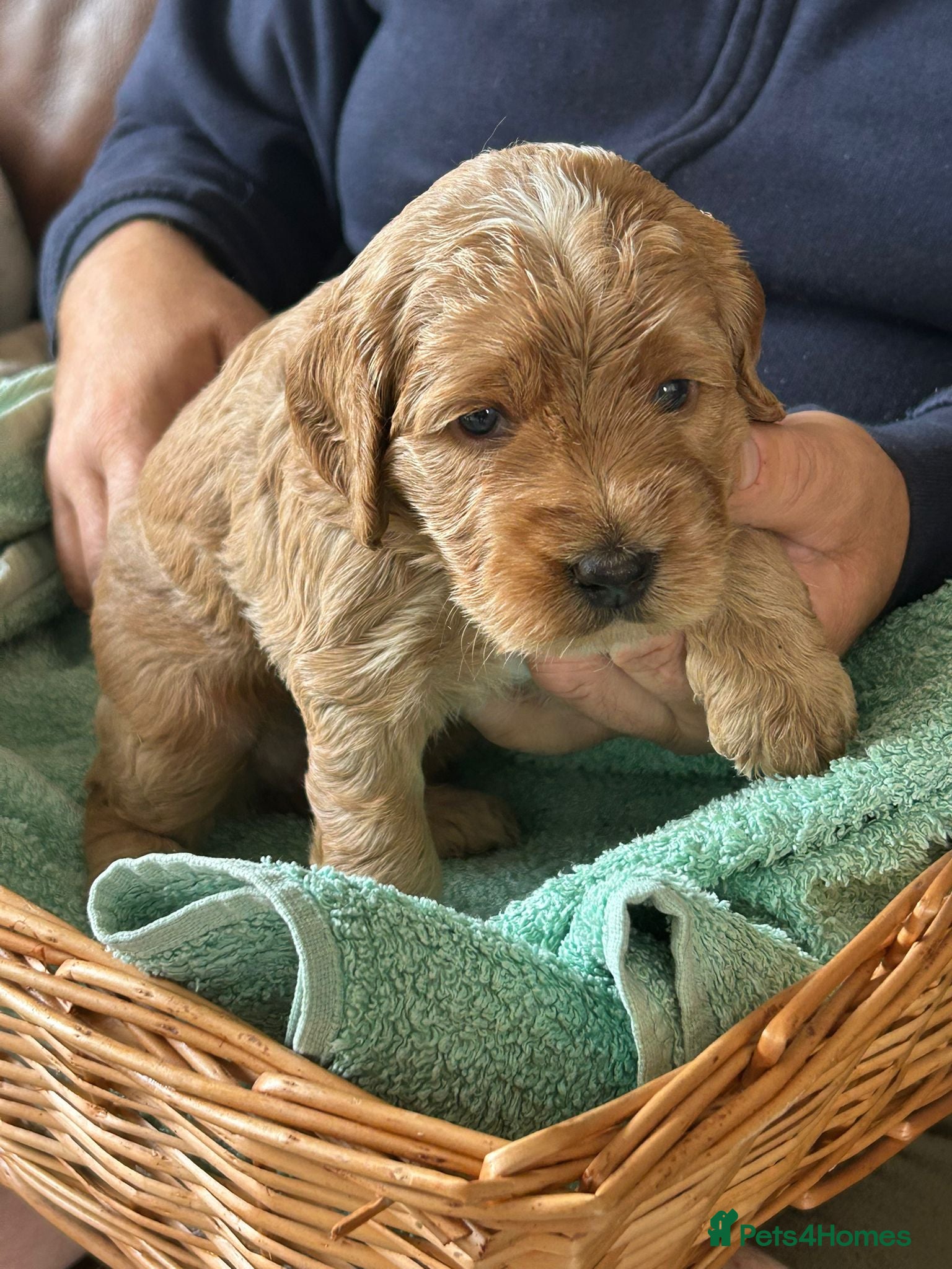 Cockapoo dogs Goergeous Cockapoo puppie - Advert 10