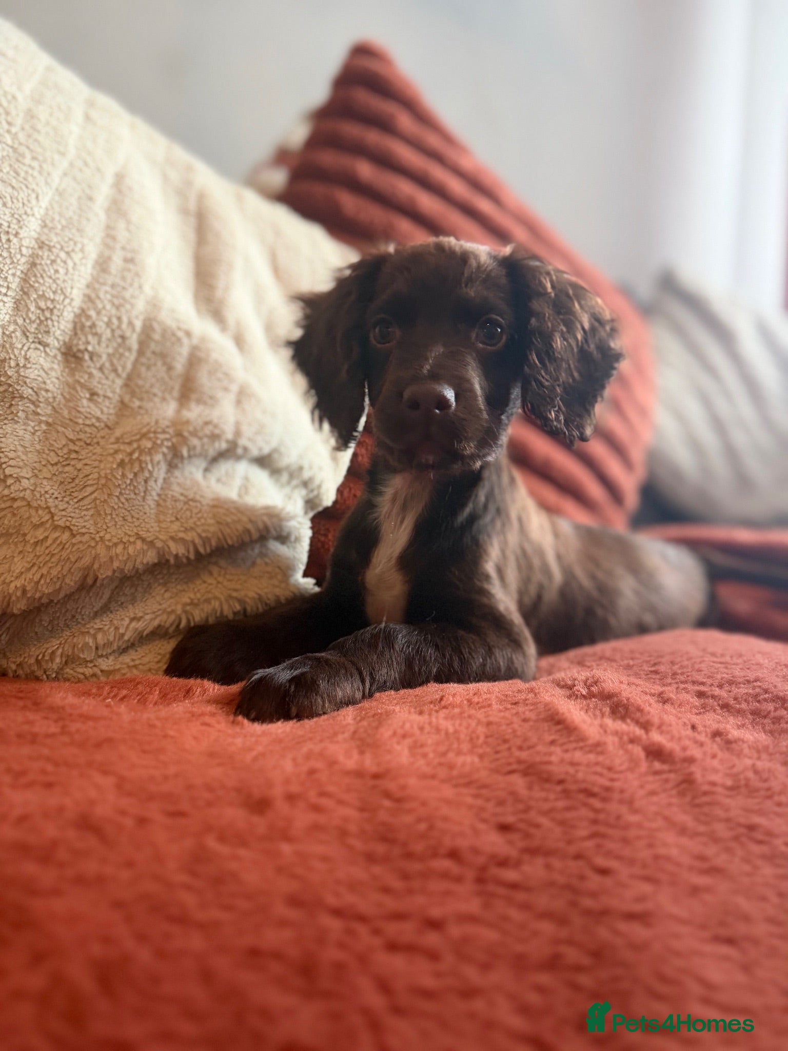 Cockapoo dogs Female F1 Cockerpoo ready to go  - Advert 1
