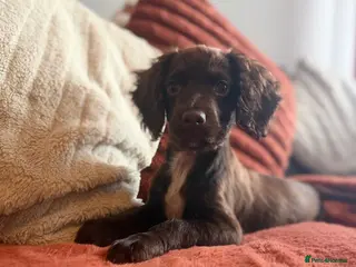 Cockapoo dogs Female F1 Cockerpoo ready to go - Advert 4