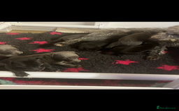 Whippet dogs for sale: Bedlington/Whippet Puppies - Advert 7