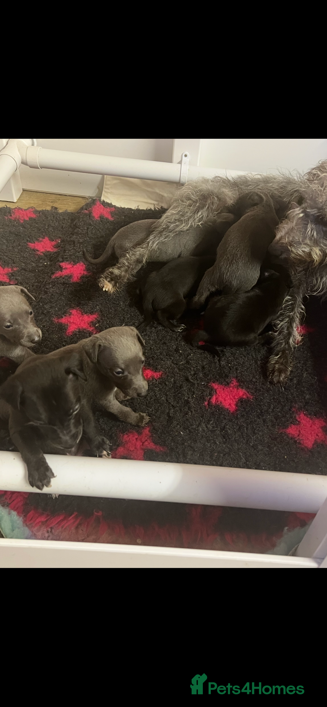 Whippet dogs for sale: Bedlington/Whippet Puppies - Advert 7