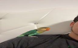 Lovebirds birds for sale: 4 weeks old love bird hand tamed - Image 7