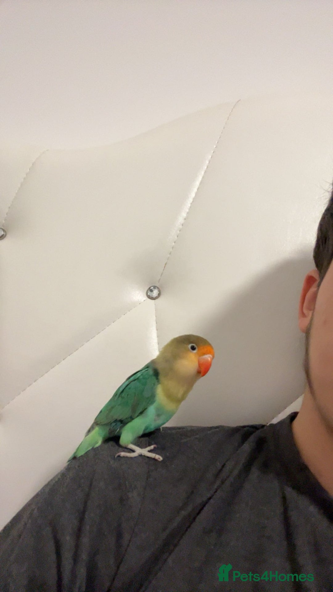 Lovebirds birds for sale: 4 weeks old love bird hand tamed - Image 7