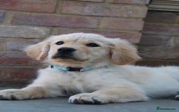 Golden Retriever dogs for sale: Golden retriever  - Image 1